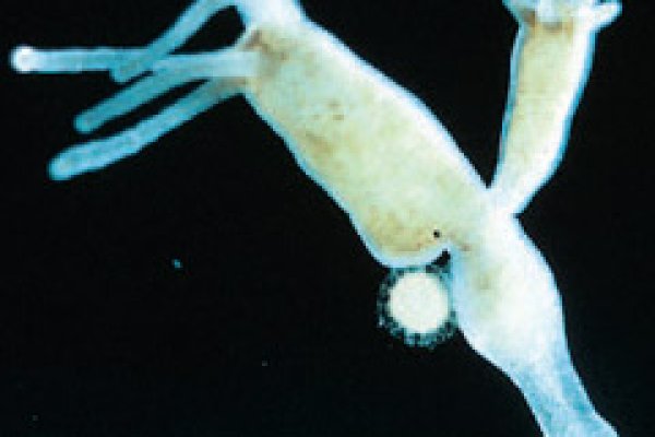 Kraken19at